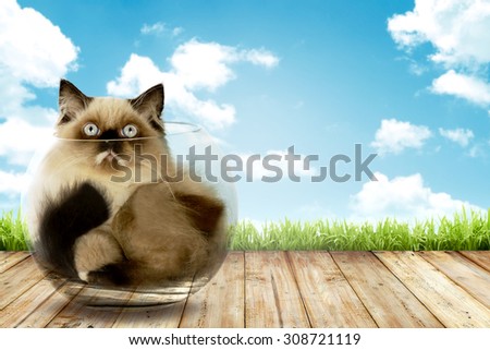 Cute persian cat inside glass bowl with blue sky background
