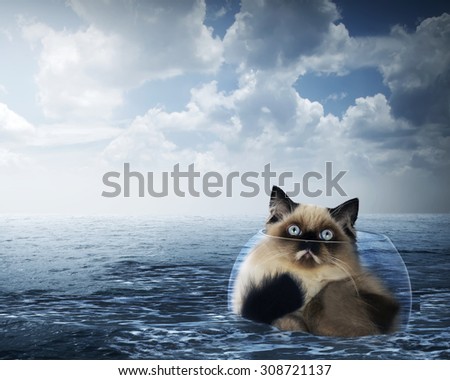 Cute persian cat inside glass bowl on the ocean with stormy weather
