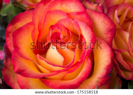 Rose Flowers arranged on a white background