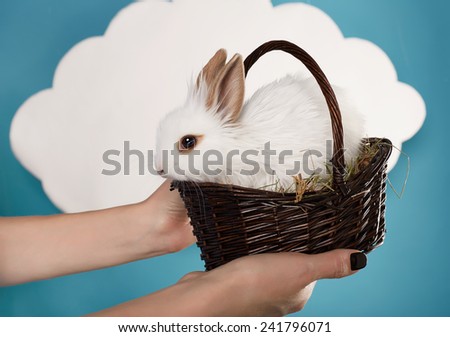 Little fluffy white Easter bunny sitting in a wicker basket on a background of blue sky and white clouds