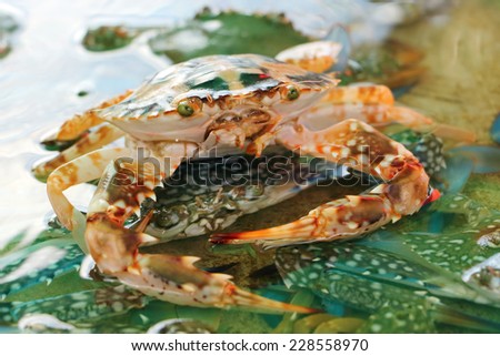 sea crab in water for sale at fish market