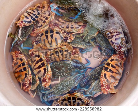 sea crab in water for sale at fish market