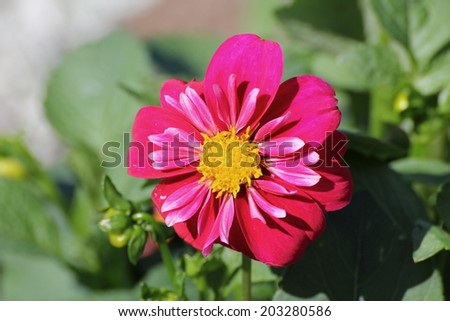 Beautiful summer flower suitable as a gift for a woman