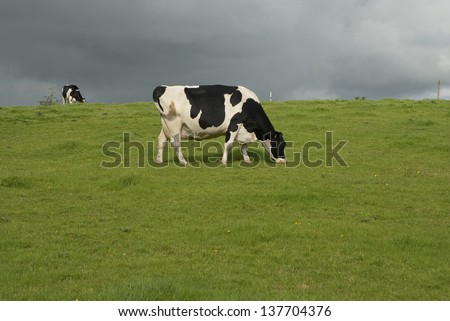 Holstein black and white cows in pasture, Waltshire, UK.