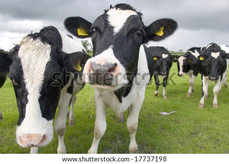 White Cows