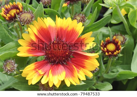 Blooming Blanket Flower with buds