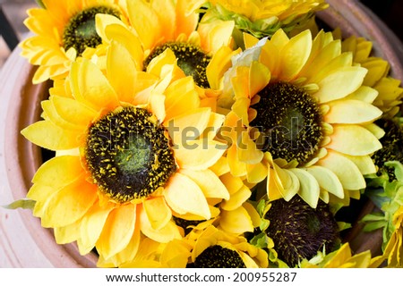 sunflower,Bouquet of sunflowers,fresh sunflowers flowers bouquet in blue pot isolated