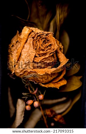 Close up of withered rose and petal over back background,dead rose on black background