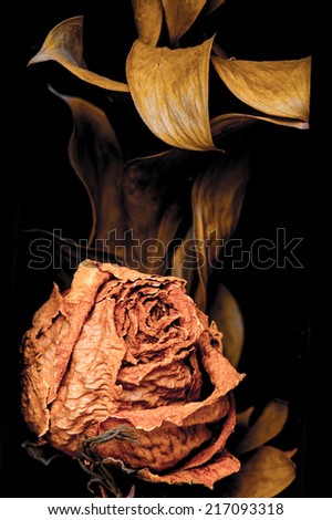 Close up of withered rose and petal over back background,dead rose on black background,Dry rose with box