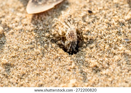 Sand crabs,Focus on baby crab on beach it go out hole and search food,A beautiful pale yellow Horned Ghost Crab hiding in its burrow