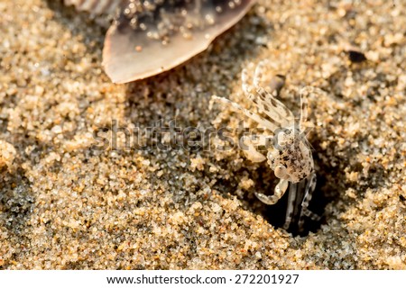 Sand crabs,Focus on baby crab on beach it go out hole and search food,A beautiful pale yellow Horned Ghost Crab hiding in its burrow