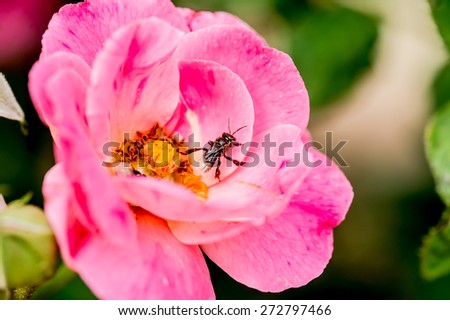 pink rose and feasting bee,flying bee,Bumble Bee,bumble bee flying on flower