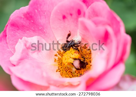 pink rose and feasting bee,flying bee,Bumble Bee,bumble bee flying on flower