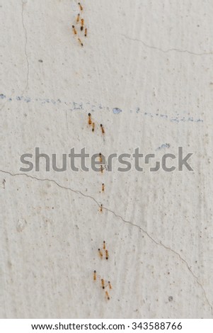 Ants climb walls