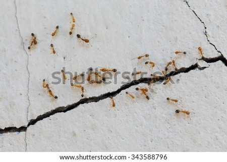 Ants climb walls