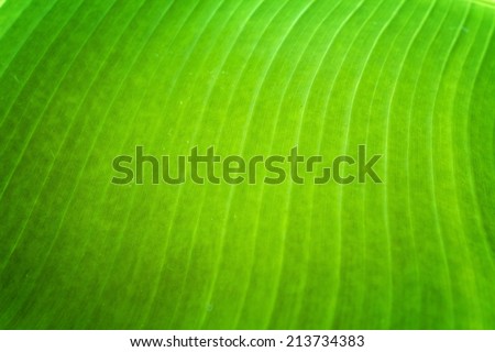 Banana Leaf texture, Banana leaf in yellow and green color, Can be used as background.