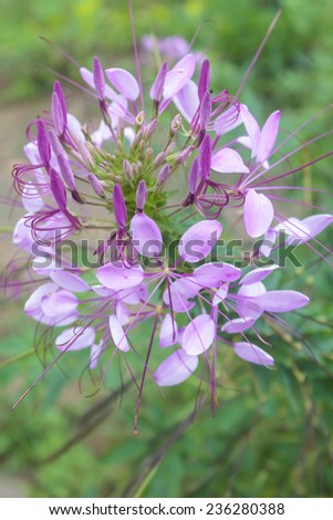 Cleome hassleriana or spider flower or spider plant in the garden or nature park.