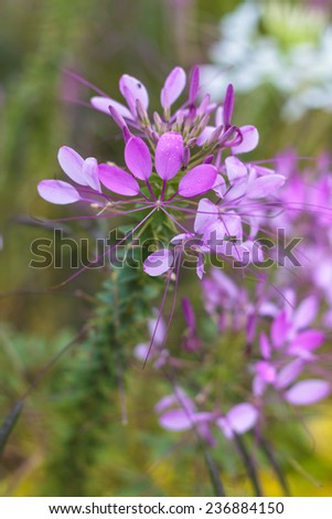 Cleome hassleriana or spider flower or spider plant in the garden or nature park.