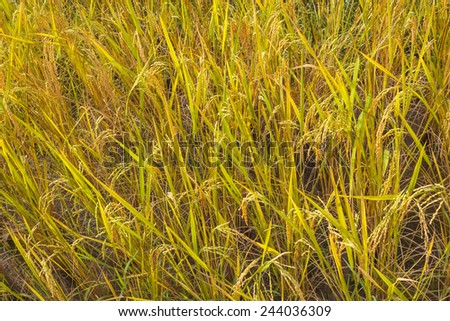 Rice in green paddy about ready to be harvested.