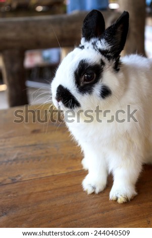 View of rabbit. close-up (White-black Netherland dwarf rabbit). Side view of Netherland Dwarf rabbit.