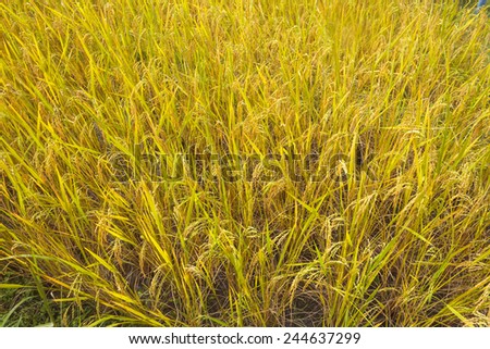 Rice in green paddy about ready to be harvested.