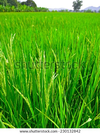 rice farm cultivated area