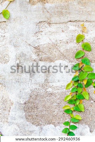 Green Creeper Plant on white wall