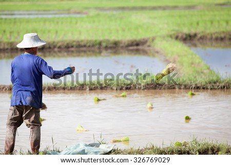 thai farmer working on rice field applying fertilizer