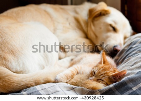 Kitten and dog sleeping