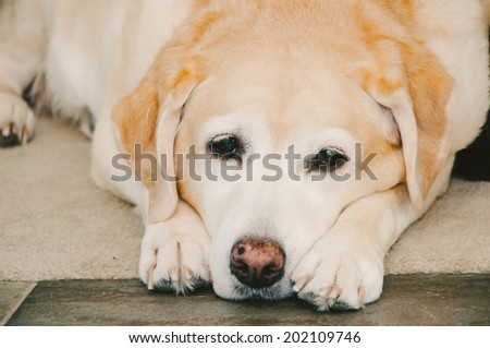 Sad Golden Labrador