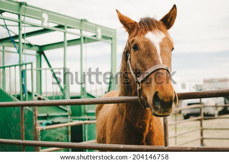 Brown Horse in Corral
