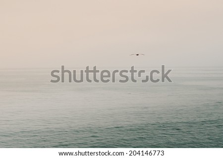 Bird Flying Solo Over Ocean