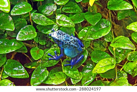 Water Color Painting Single Blue Frogs on Bright Green Leaves