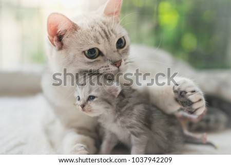 American shorthair cat hugging her kitten with love