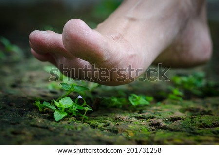 Woman foot on little plant