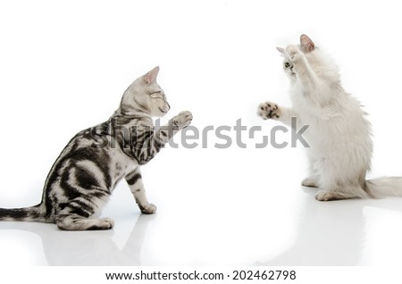 Fighting cat
