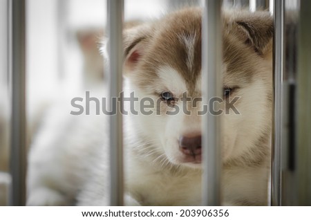 Siberian husky puppy inside a cage