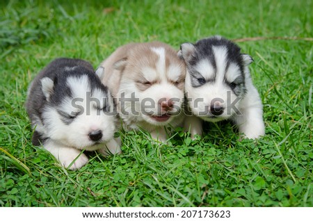 Cute three  puppy siberian husky howling on grass
