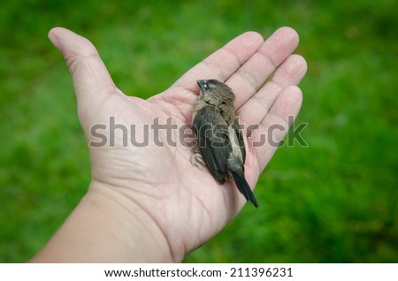 Dead bird in hand