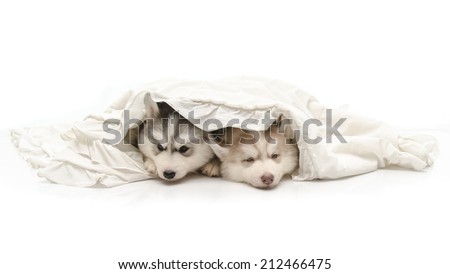 Cute siberian husky puppy with a white blanket