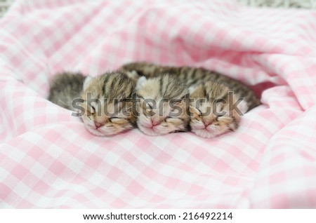Newborn american shorthair kitten sleeping on pink table cloath