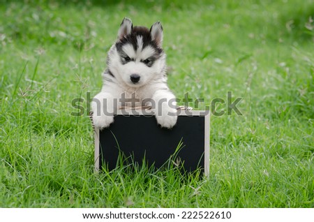 Cute siberian husky puppy holding black board on green grass