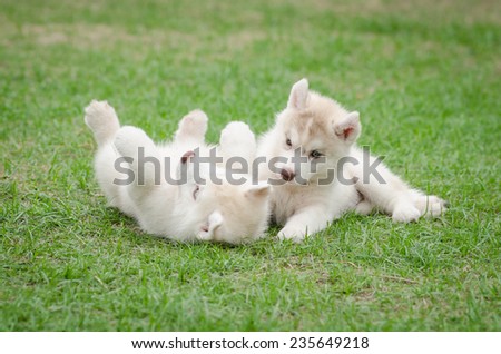 Two siberian husky puppy playing on green grass
