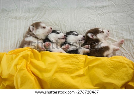 Cute siberian husky puppies sleeping on whit bed