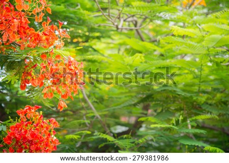 Peacock flowers on poinciana tree with green leaves background