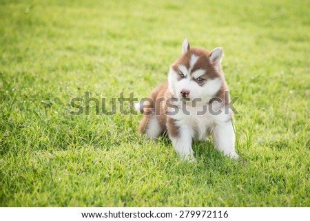 Cute siberian husky puppy standing and looking on green grass under sunset