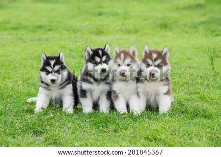 Four Siberian husky puppies sitting on green grass