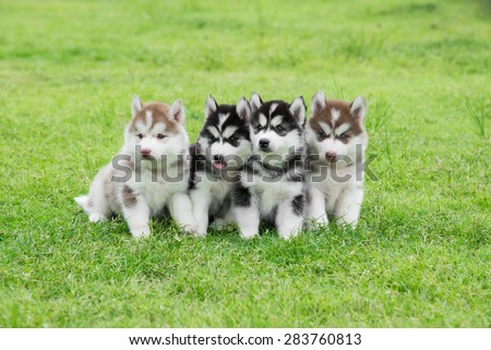 Four Siberian husky puppies sitting on green grass