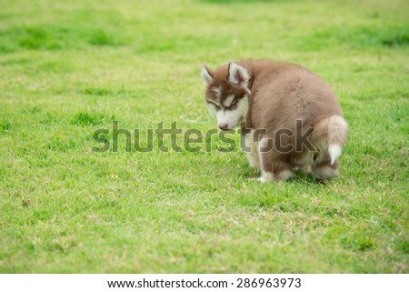 Cute siberian husky puppy pooping on green grass with copy space