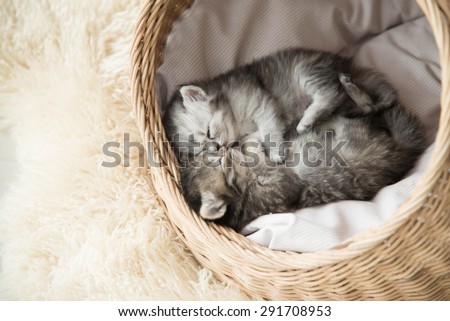 Cute tabby kittens sleeping and hugging in a basket